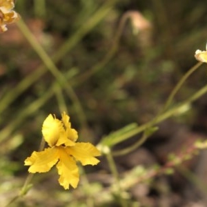 Goodenia paradoxa at Mount Clear, ACT - 12 Dec 2020 12:29 PM