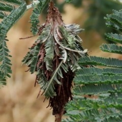 Hyalarcta huebneri (Leafy Case Moth) at Theodore, ACT - 13 Dec 2020 by Owen