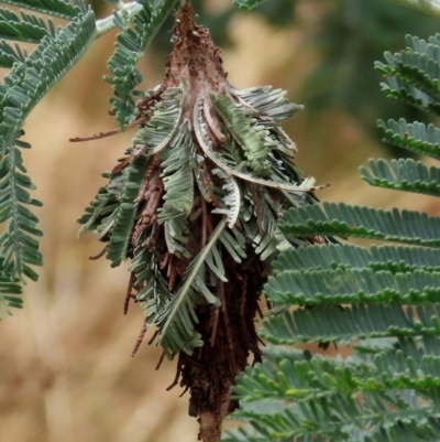 Hyalarcta huebneri (Leafy Case Moth) at Tuggeranong Hill - 13 Dec 2020 by owenh