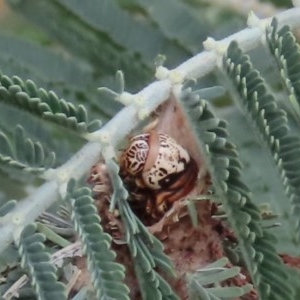 Hyalarcta huebneri at Theodore, ACT - 13 Dec 2020