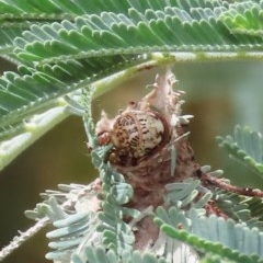 Hyalarcta huebneri at Theodore, ACT - 13 Dec 2020