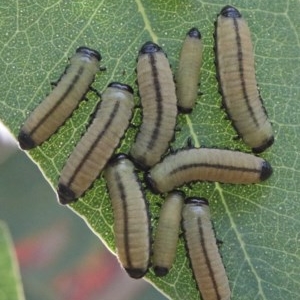 Paropsisterna cloelia at Acton, ACT - 28 Nov 2020