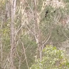 Calyptorhynchus lathami (Glossy Black-Cockatoo) at Currowan, NSW - 10 Dec 2020 by LyndalT