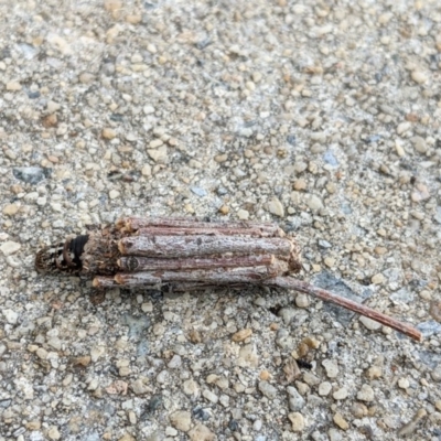 Clania ignobilis (Faggot Case Moth) at Capital Hill, ACT - 13 Dec 2020 by NickJHP