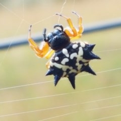 Austracantha minax (Christmas Spider, Jewel Spider) at Watson, ACT - 13 Dec 2020 by trevorpreston