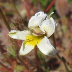 Goodenia paradoxa (Spur Goodenia) at Mount Clear, ACT - 11 Dec 2020 by Christine