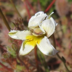 Goodenia paradoxa at Mount Clear, ACT - 11 Dec 2020