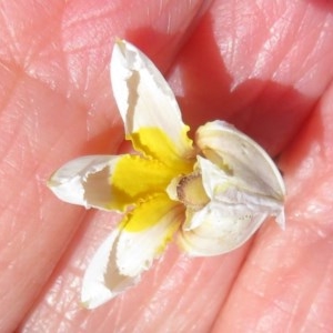 Goodenia paradoxa at Mount Clear, ACT - 11 Dec 2020