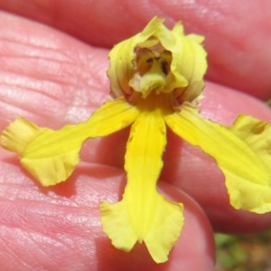 Goodenia paradoxa at Mount Clear, ACT - 11 Dec 2020