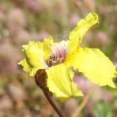 Goodenia paradoxa at Mount Clear, ACT - 11 Dec 2020