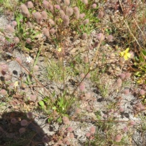 Goodenia paradoxa at Mount Clear, ACT - 11 Dec 2020