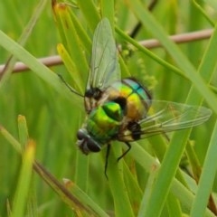 Rutilia (Chrysorutilia) sp. (genus & subgenus) (A Bristle Fly) at Watson, ACT - 13 Dec 2020 by tpreston