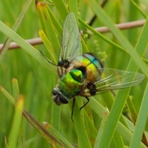 Rutilia (Chrysorutilia) sp. (genus & subgenus) at Watson, ACT - 13 Dec 2020