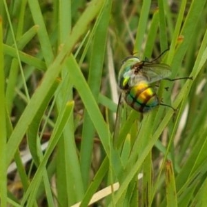 Rutilia (Chrysorutilia) sp. (genus & subgenus) at Watson, ACT - 13 Dec 2020