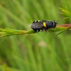 Odontomyia hunteri at Watson, ACT - 13 Dec 2020