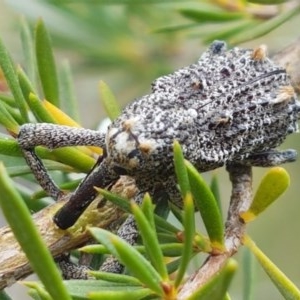 Orthorhinus cylindrirostris at Watson, ACT - 13 Dec 2020 11:46 AM
