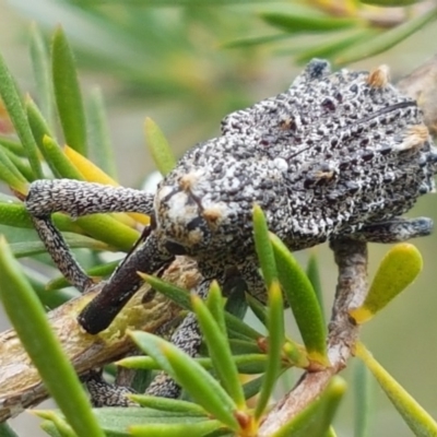 Orthorhinus cylindrirostris (Elephant Weevil) at Watson, ACT - 13 Dec 2020 by tpreston