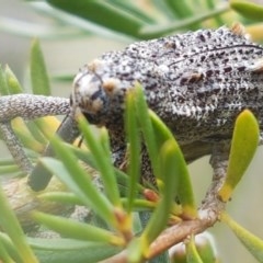 Orthorhinus cylindrirostris at Watson, ACT - 13 Dec 2020 11:46 AM