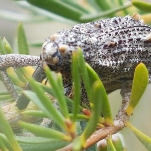 Orthorhinus cylindrirostris at Watson, ACT - 13 Dec 2020 11:46 AM