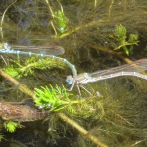 Austrolestes cingulatus at Mount Clear, ACT - 11 Dec 2020