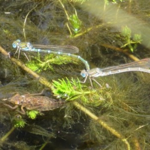 Austrolestes cingulatus at Mount Clear, ACT - 11 Dec 2020