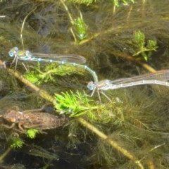 Austrolestes cingulatus at Mount Clear, ACT - 11 Dec 2020