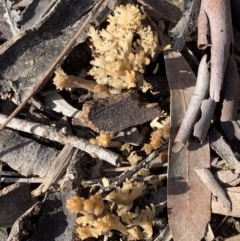 Ramaria sp. (A Coral fungus) at Murrumbateman, NSW - 4 Dec 2020 by SimoneC