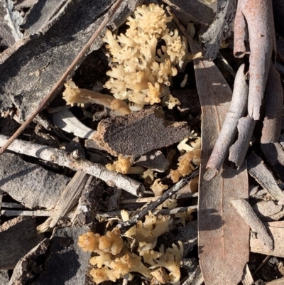 Ramaria sp. (A Coral fungus) at Murrumbateman, NSW - 4 Dec 2020 by SimoneC