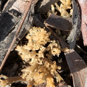 Ramaria sp. at Murrumbateman, NSW - 4 Dec 2020 04:30 PM