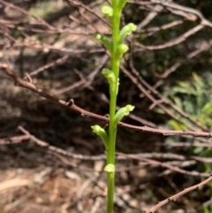 Microtis sp. (Onion Orchid) at Murrumbateman, NSW - 21 Nov 2020 by SimoneC