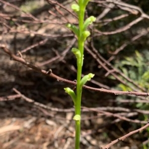 Microtis sp. at Murrumbateman, NSW - suppressed