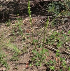 Microtis sp. at Murrumbateman, NSW - suppressed