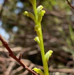 Microtis sp. at Murrumbateman, NSW - suppressed