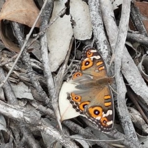 Junonia villida at Watson, ACT - 13 Dec 2020