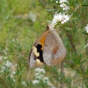 Heteronympha merope at Watson, ACT - 13 Dec 2020