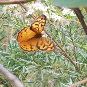 Heteronympha merope at Watson, ACT - 13 Dec 2020 11:39 AM