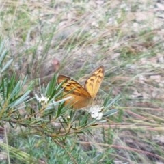 Heteronympha merope at Watson, ACT - 13 Dec 2020 11:39 AM