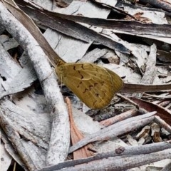 Heteronympha merope (Common Brown Butterfly) at Holt, ACT - 12 Dec 2020 by KMcCue