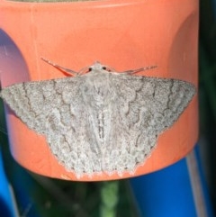 Crypsiphona ocultaria (Red-lined Looper Moth) at Murrumbateman, NSW - 20 Nov 2020 by SimoneC