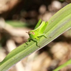 Praxibulus sp. (genus) (A grasshopper) at Murrumbateman, NSW - 9 Dec 2020 by davobj