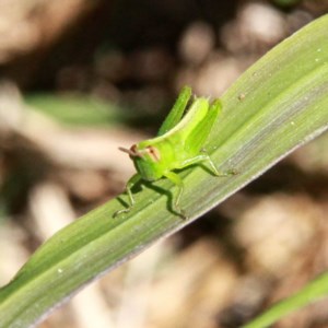 Praxibulus sp. (genus) at Murrumbateman, NSW - 9 Dec 2020