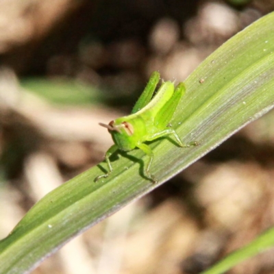 Praxibulus sp. (genus) (A grasshopper) at Murrumbateman, NSW - 9 Dec 2020 by davobj