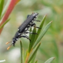 Eleale simplex at Black Mountain - 13 Dec 2020 11:35 AM