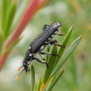 Eleale simplex at Black Mountain - 13 Dec 2020 11:35 AM