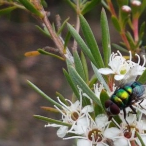 Rutilia sp. (genus) at Watson, ACT - 13 Dec 2020