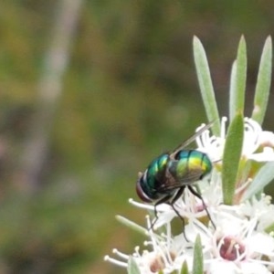 Rutilia sp. (genus) at Watson, ACT - 13 Dec 2020