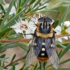 Scaptia (Scaptia) auriflua (A flower-feeding march fly) at Watson, ACT - 13 Dec 2020 by tpreston
