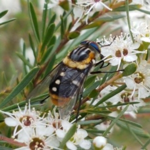 Scaptia (Scaptia) auriflua at Watson, ACT - 13 Dec 2020 11:11 AM