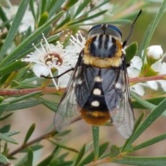 Scaptia (Scaptia) auriflua at Watson, ACT - 13 Dec 2020 11:11 AM