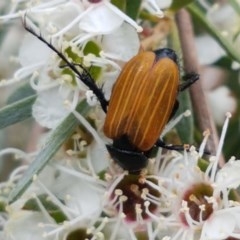 Phyllotocus rufipennis at Watson, ACT - 13 Dec 2020 11:32 AM